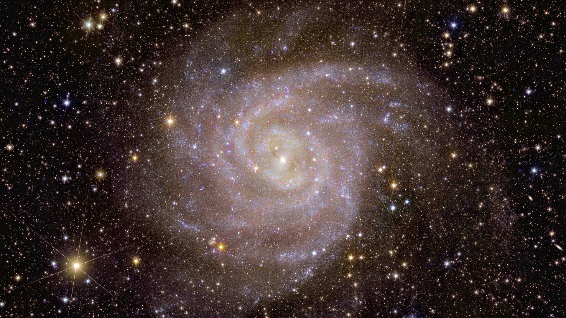 Euclid’s view of spiral galaxy IC 342