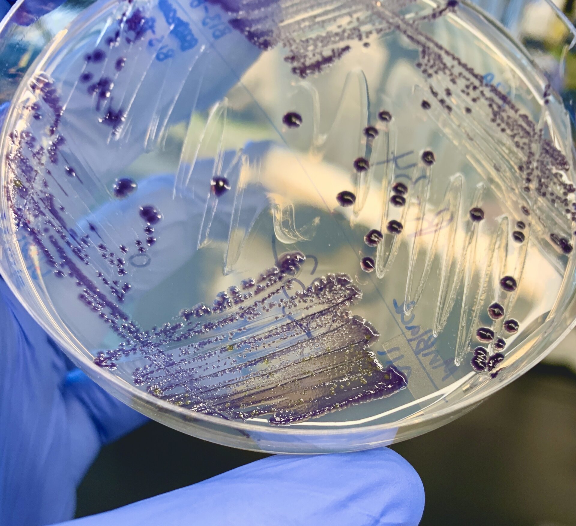 Violacein pigment produced by bacteria