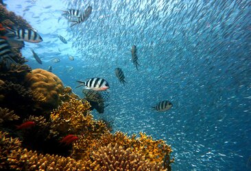 Ocean acidification is detrimental to coral reefs