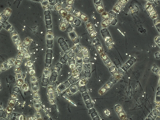 Arctic diatoms