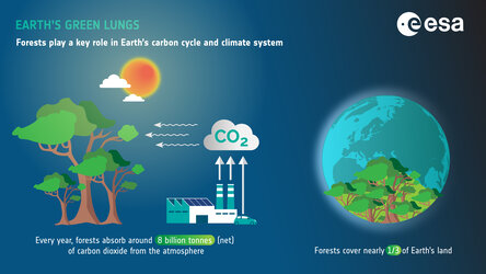 Earth's green lungs