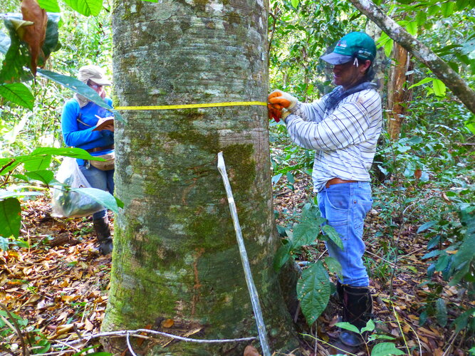 Measuring the diameter of a tree in forest close to Nova Xavantina, Mato Grosso, Brazil
