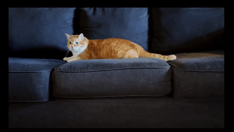 Video of Tater the Cat received from Psyche's DSOC